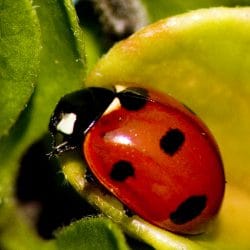 Mr.Tutor-Tech Website Design Milton Lady Bug 1527196